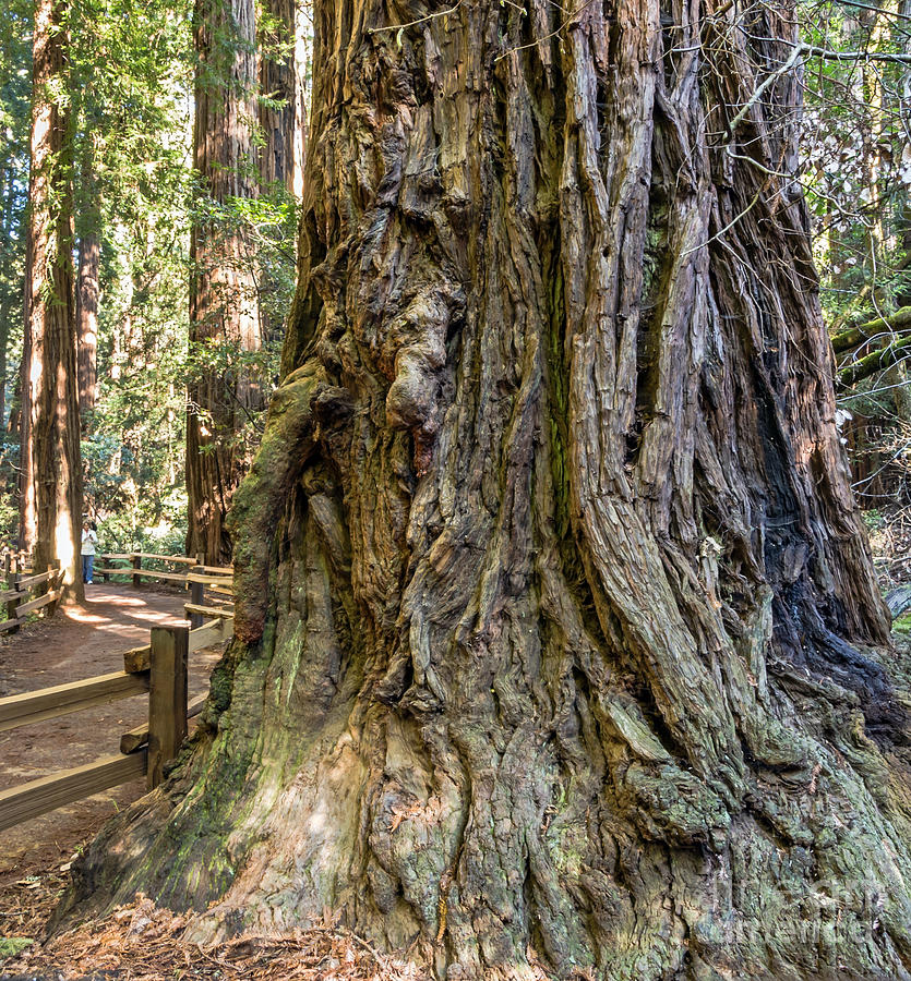 Coast Redwood Photograph by Kate Brown