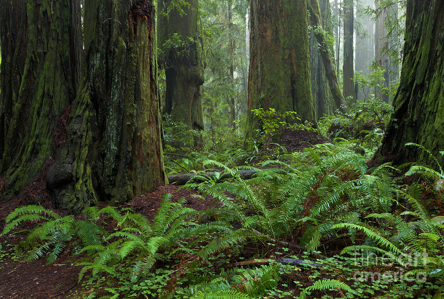 Mp Photograph - Coast Redwoods And Ferns In Redwood by Yva Momatiuk and John Eastcott