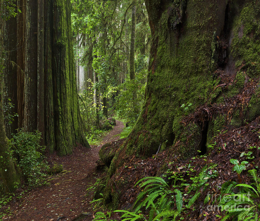 Coast Redwoods and Path Redwood Natl Photograph by Yva Momatiuk John Eastcott