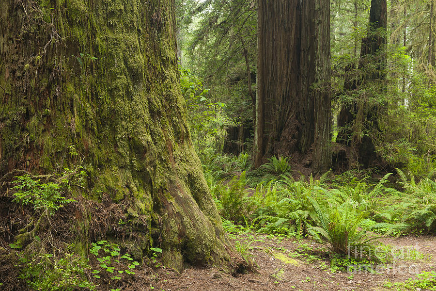 Coast Redwoods, Ca Photograph by John Shaw