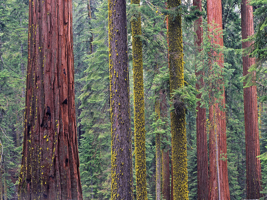 Coast Redwoods In Mariposa Grove Photograph by Tim Fitzharris