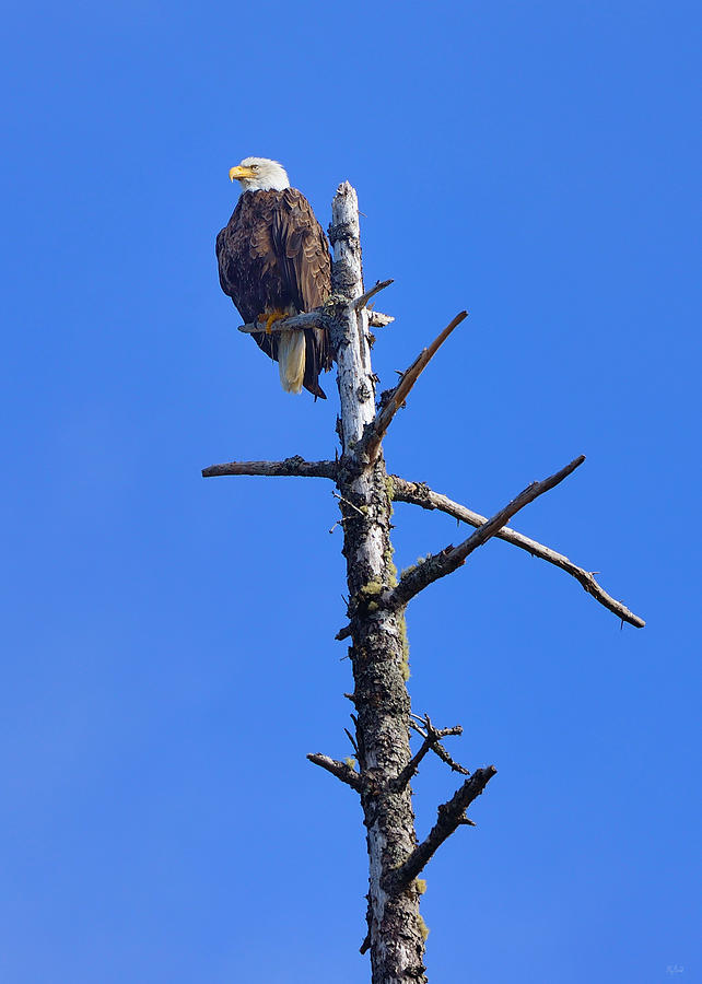 Coastal Bald Eagle Photograph by Greg Norrell