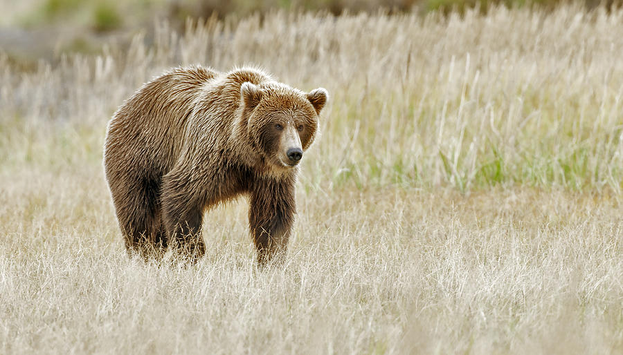Coastal Brown Bear heading for the stream Photograph by Gary Langley