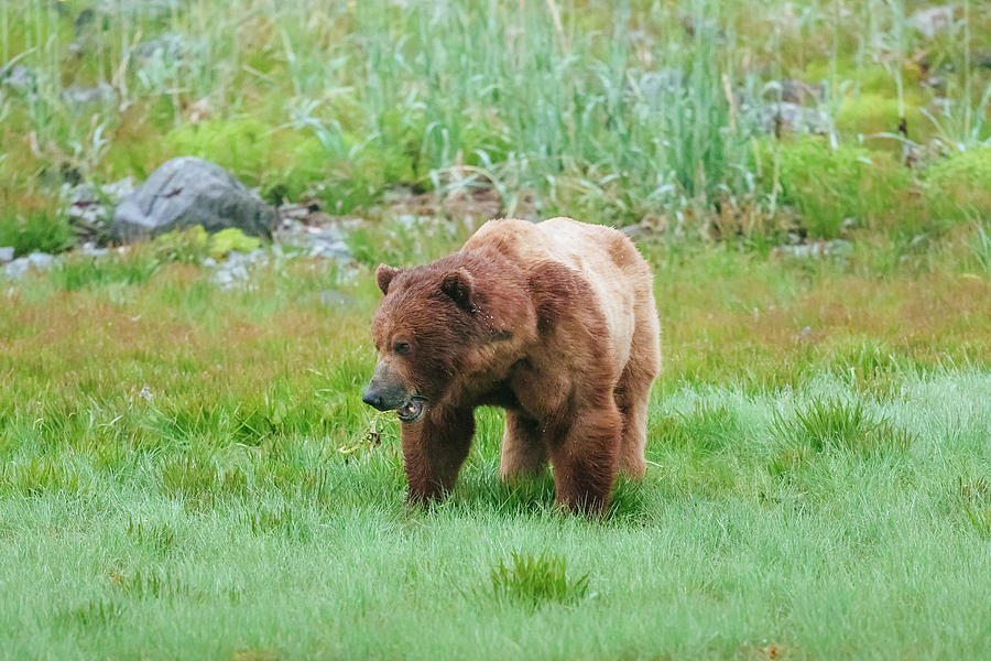 Coastal Brown Bear On The Northern Photograph by Andrew Peacock - Fine ...