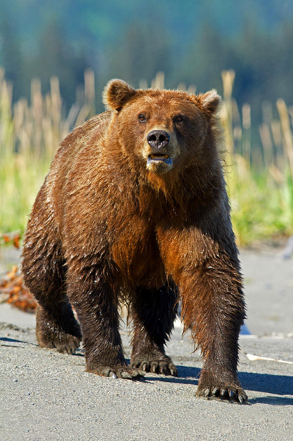 Coastal Brown Bear Photograph by Shari Sommerfeld