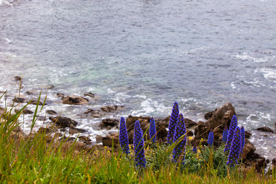 Coastal Cliff Flowers Photograph by Melinda Ledsome