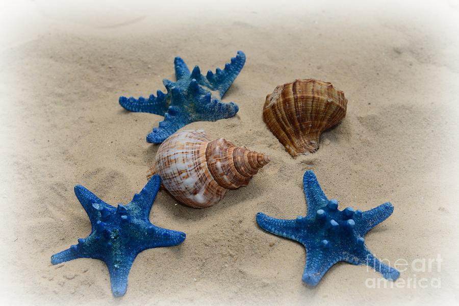 Shell Photograph - Coastal Dreams by Paul Ward