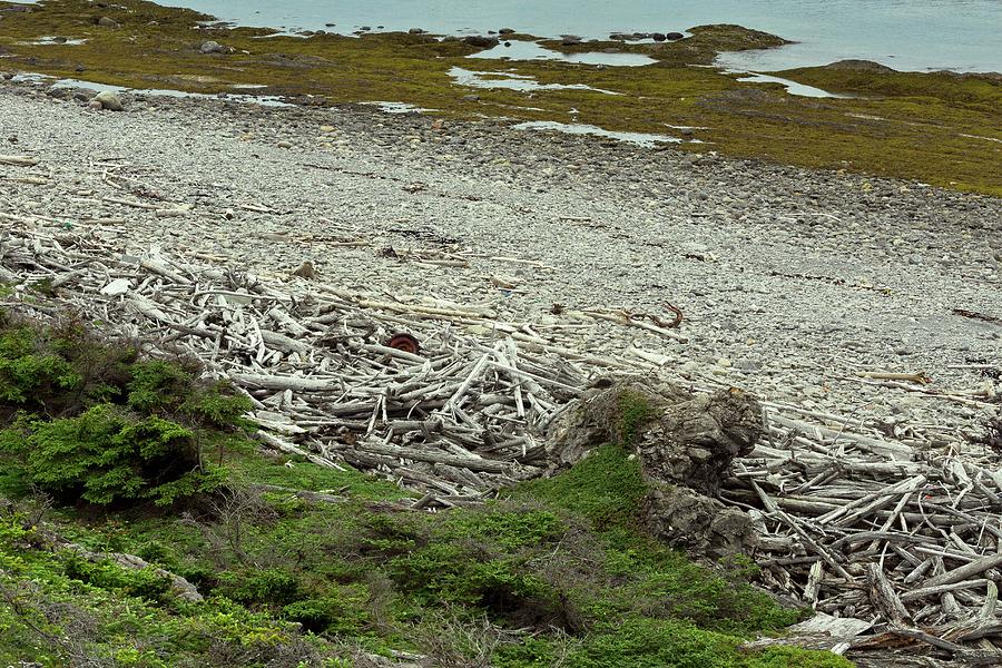 Beach Photograph - Coastal Driftwood by Bob Gibbons/science Photo Library