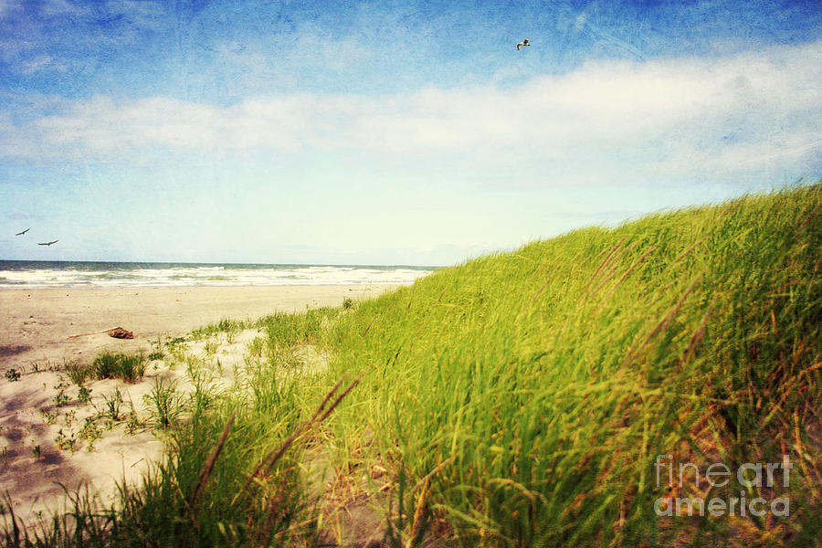Coastal dunes Photograph by Sylvia Cook