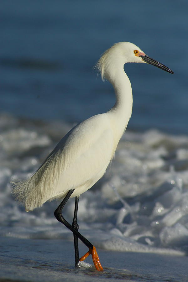 Coastal Egret Photograph by Richard Cheski