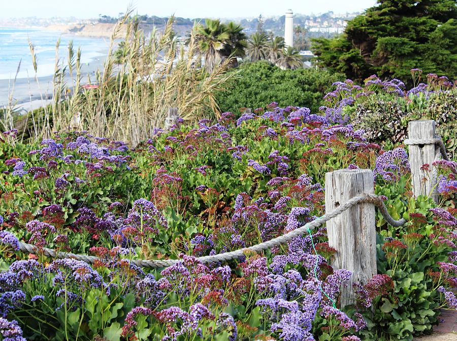 Coastal Flowers by Murad Abel Coastal Flowers by Murad Abel
