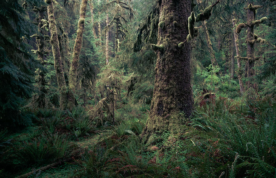 Coastal Forest 3 Photograph by Alexander Kunz