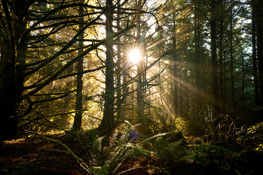 Coastal Forest Photograph by Andrew Kumler