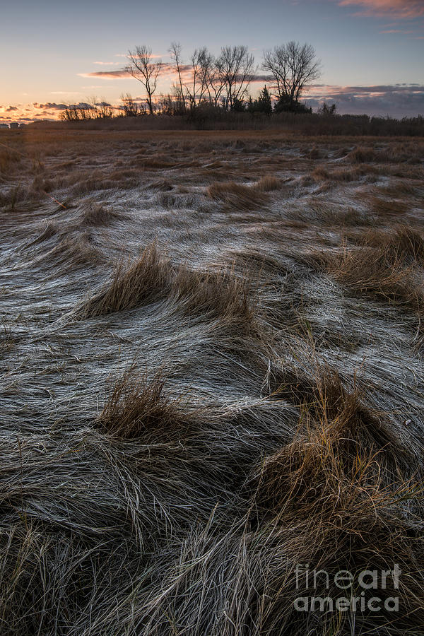 Coastal - Frost on the Marshlands Photograph by JG Coleman