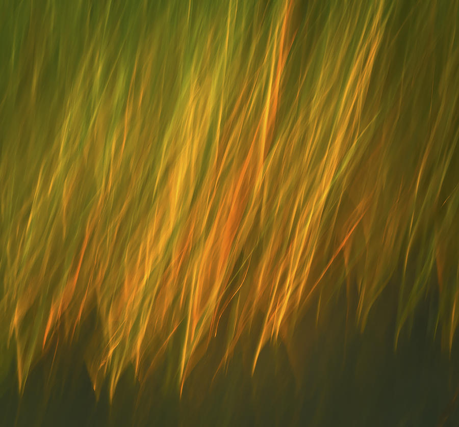 Coastal Grass Photograph by David Kay