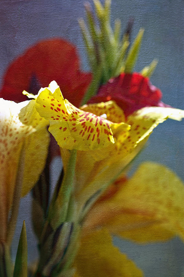 Coastal Lilies Photograph