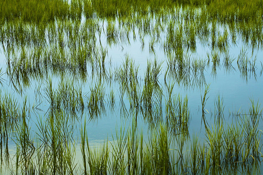 Coastal Marshland Photograph by Marilyn Hunt - Fine Art America