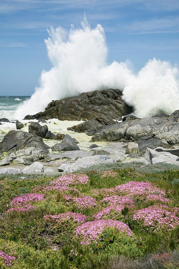 Flower Photograph - Coastal Nature Reserve by Sheila Terry/science Photo Library