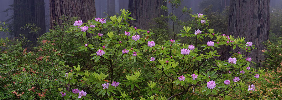 Redwood National Park Photograph - Coastal Redwood Sequoia Sempervirens by Panoramic Images