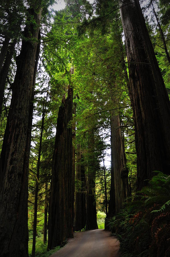 Coastal Redwoods Photograph by Jean Hutchison