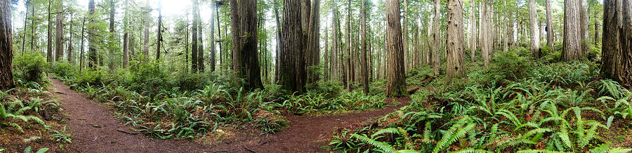 Coastal Redwoods Panorama Photograph by Shaun May