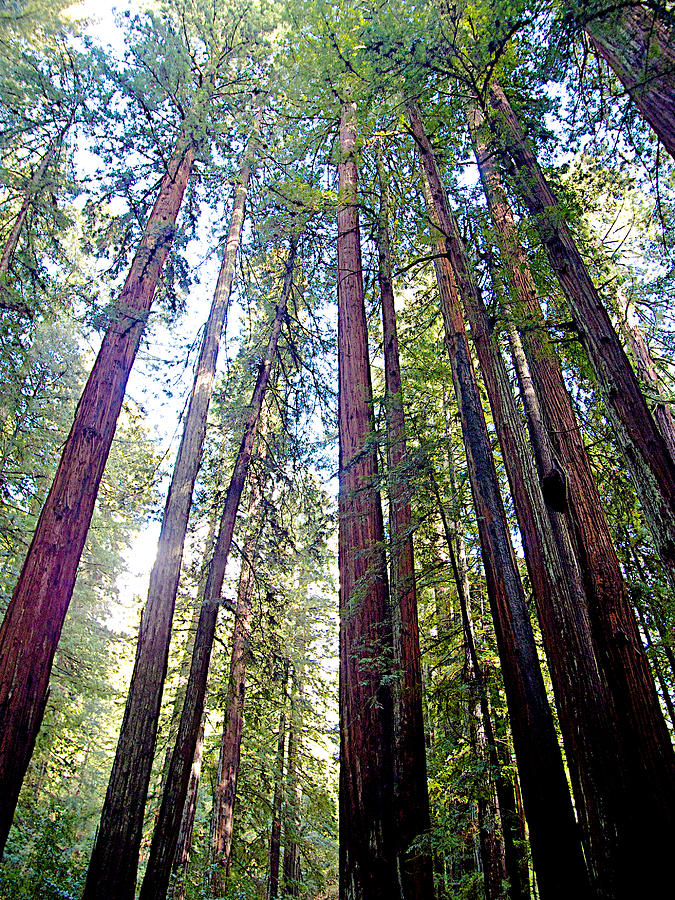 Coastal Redwoods Reach for the Sky in Armstrong Redwoods State Preserve near Guerneville ,California Photograph by Ruth Hager