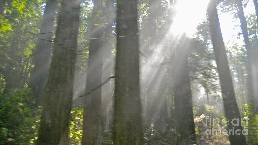 Coastal Redwoods Photograph