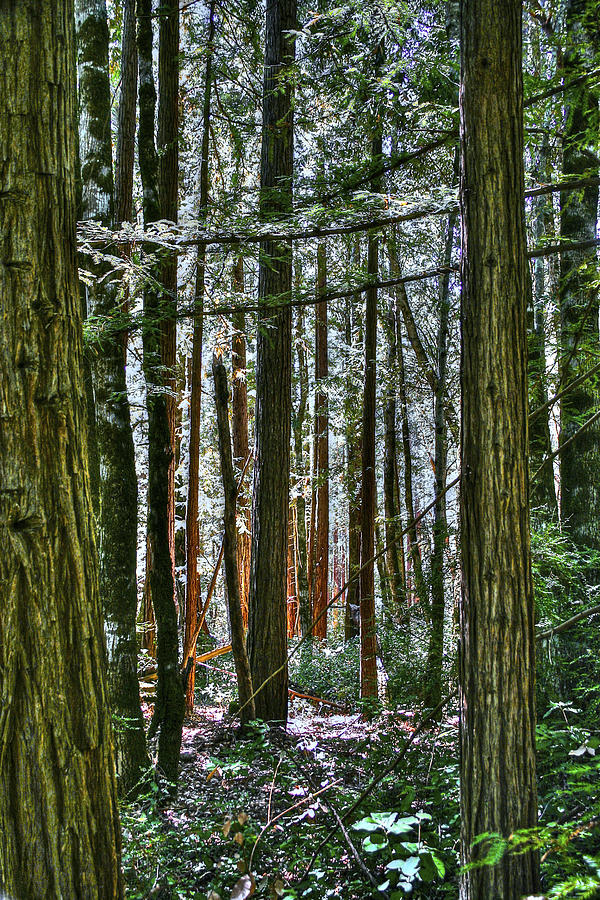 Coastal Redwoods Photograph by SC Heffner