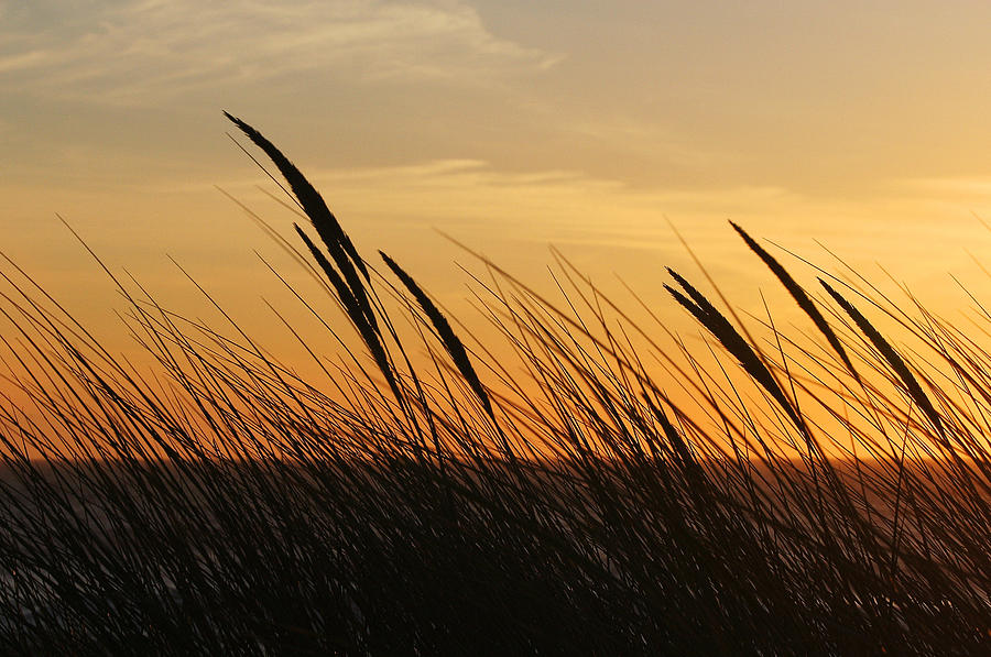Coastal Reeds Photograph by Robert Woodward