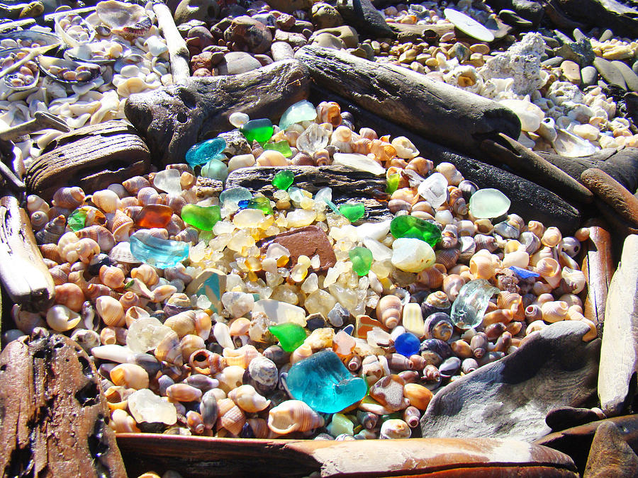 Shell Photograph - Coastal Seaglass art prins Shells Driftwood by Patti Baslee
