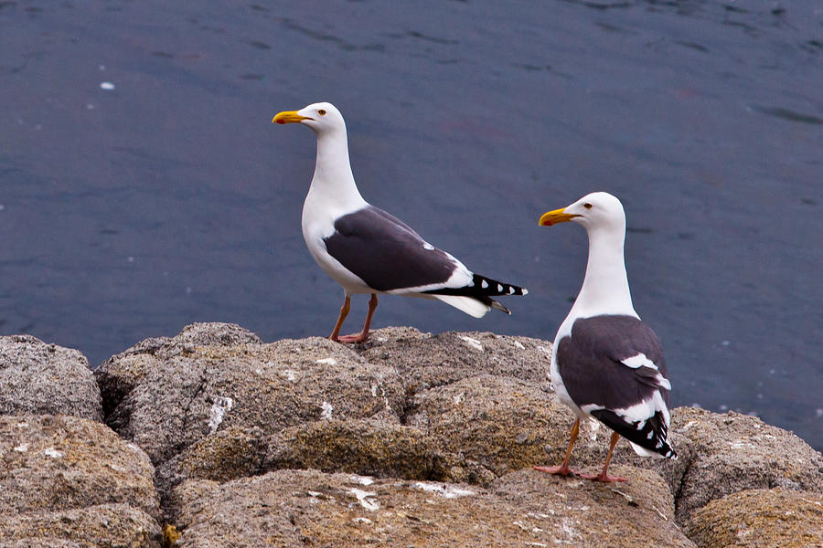 Coastal Seagulls Photograph by Melinda Ledsome