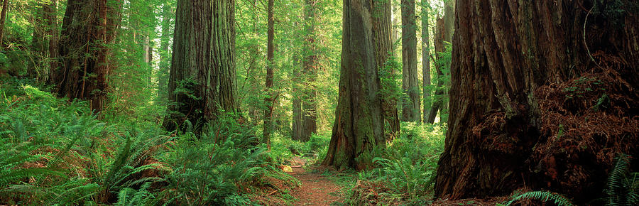 Coastal Sequoia Trees In Redwood Forest Photograph by Panoramic Images