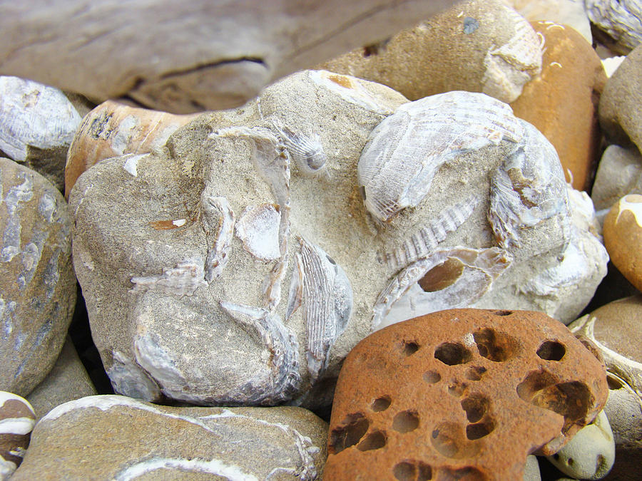 Coastal Shell Fossil Art Prints Rocks Beach Photograph