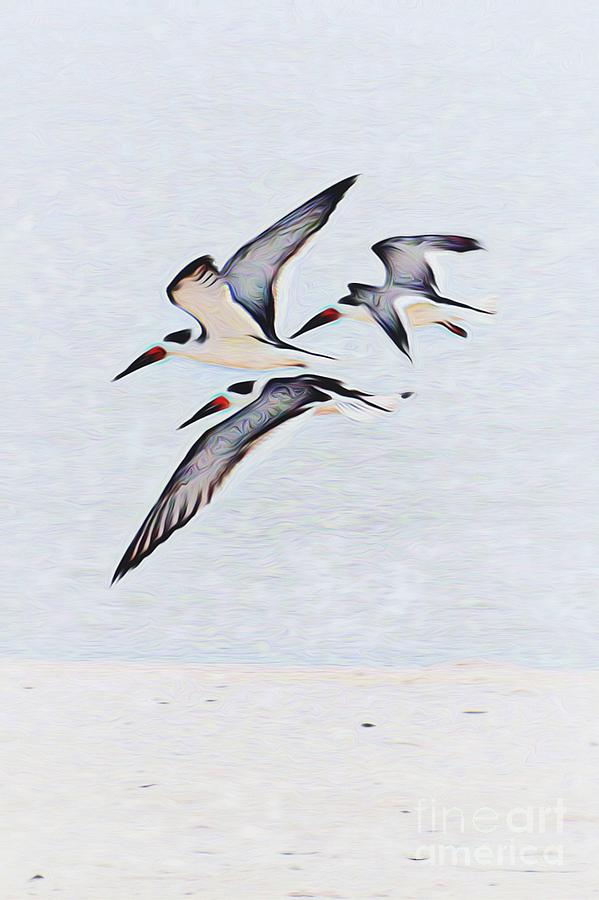 Coastal Skimmers Photograph by Scott Cameron