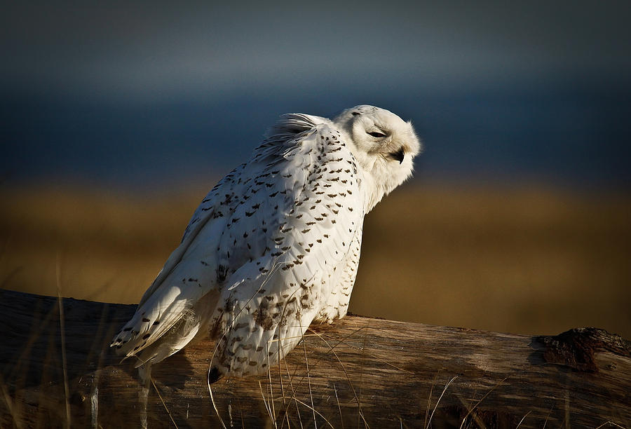 Coastal Snowy Owl Photograph by Steve McKinzie
