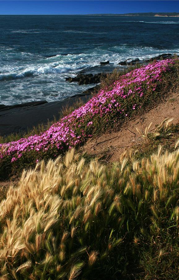 Coastal Spring Flowers Photograph by Scott Cunningham