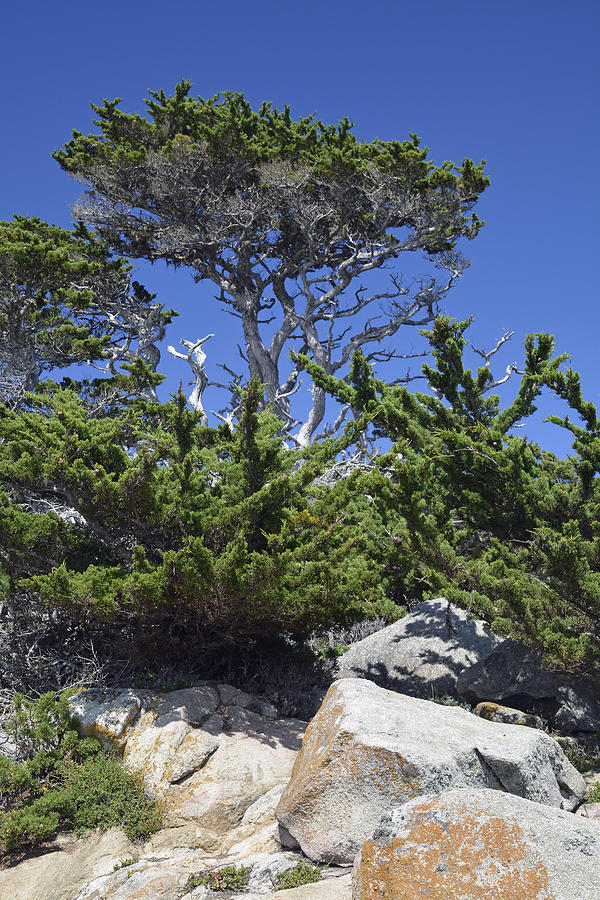 Coastal Trees in Californias Point Lobos State Natural Reserve Photograph by Bruce Gourley