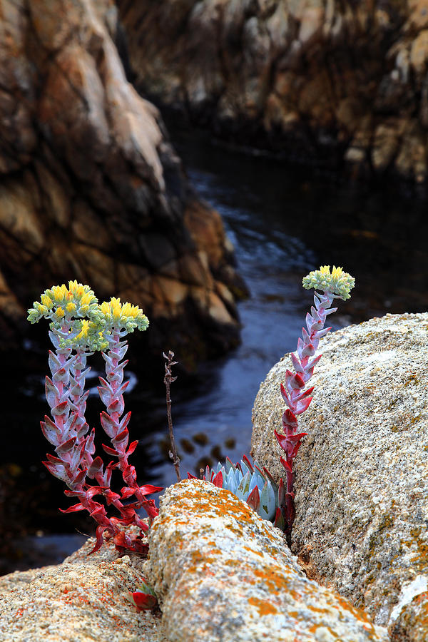 Coastal Wildflower on Big Sur Photograph by Alan Vance Ley