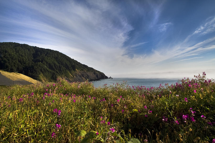 Mountain Photograph - Coastal Wildflowers of Oregon by Debra and Dave Vanderlaan