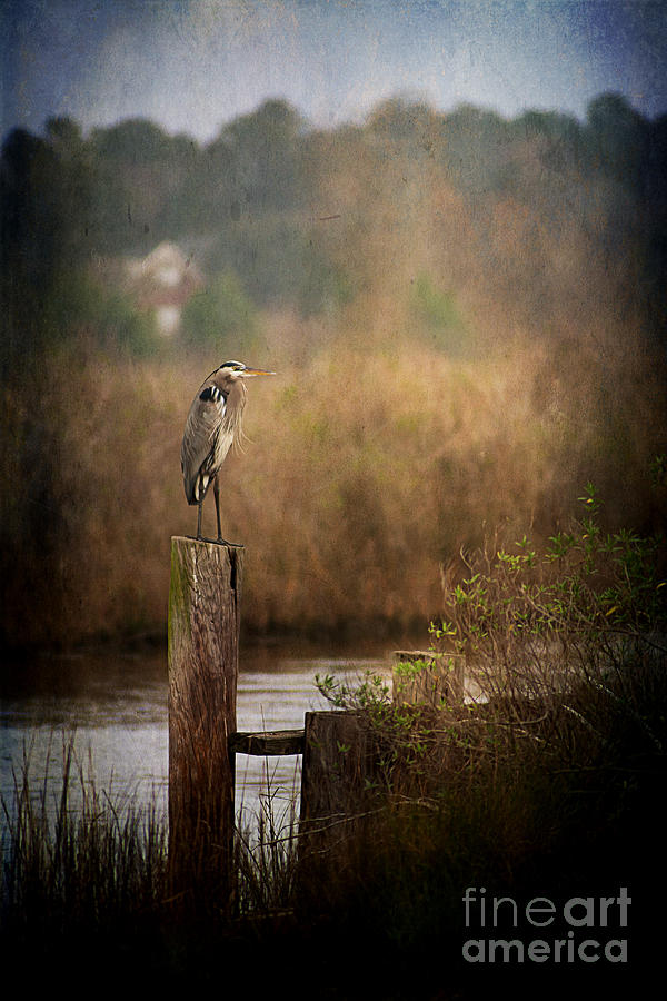 Heron Photograph - Coastal Winter Heron by Joan McCool
