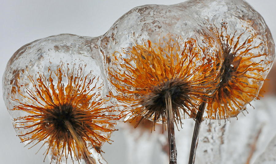 Winter Photograph - Coated Chrysanthemum by AZ Imaging