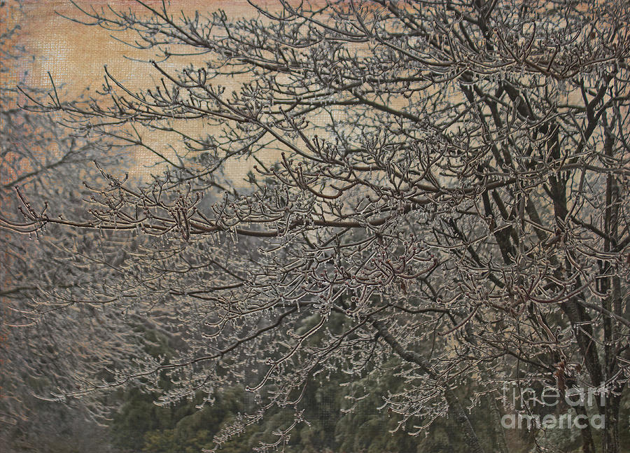 Tree Photograph - Coated In Ice by Arlene Carmel