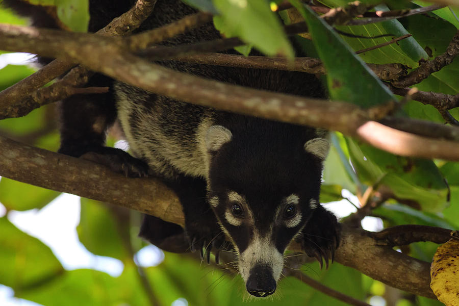 Coati in Costa Rica Photograph by Natural Focal Point Photography - Pixels