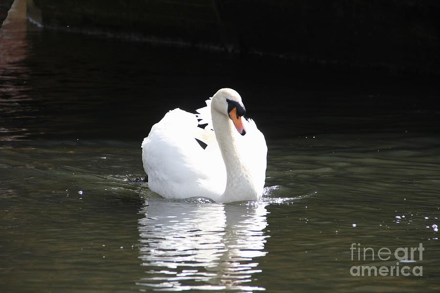 Cob Mute Swan Photograph