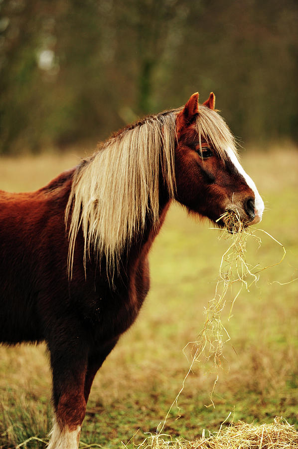 Cob Pony Photograph by John B R Davies