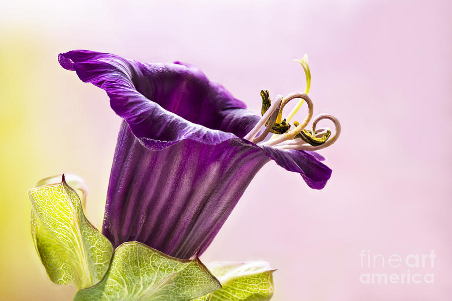 Nature Photograph - Cobaea scandens by Onelia PGPhotography