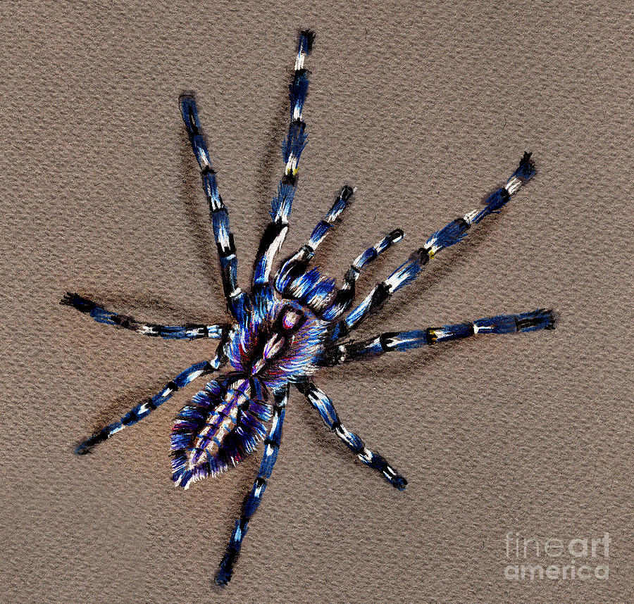 Nature Drawing - Cobalt Blue Tarantula by Daliana Pacuraru