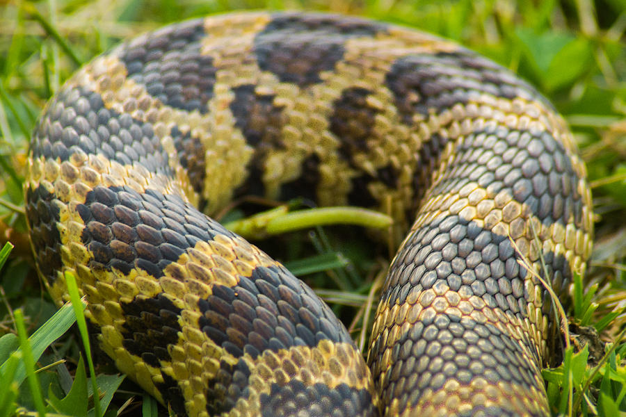 Snake Photograph - Cobblestone Cul-de-sac by Bill Pevlor