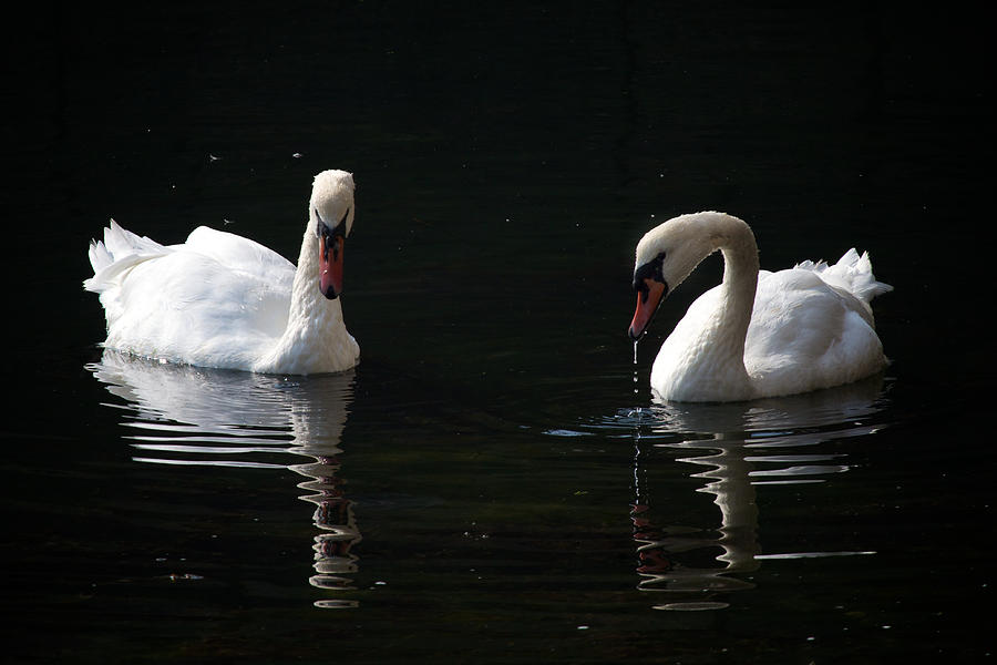 Cobh Mute Swans Photograph by David Beebe