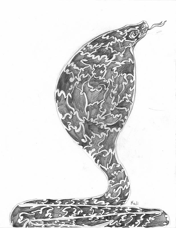 Snake Drawing - Cobra  by Kali Kardsbykali